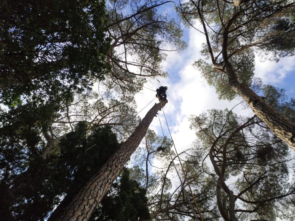 Abbattimento di albero con tecnica di Tree Climbing