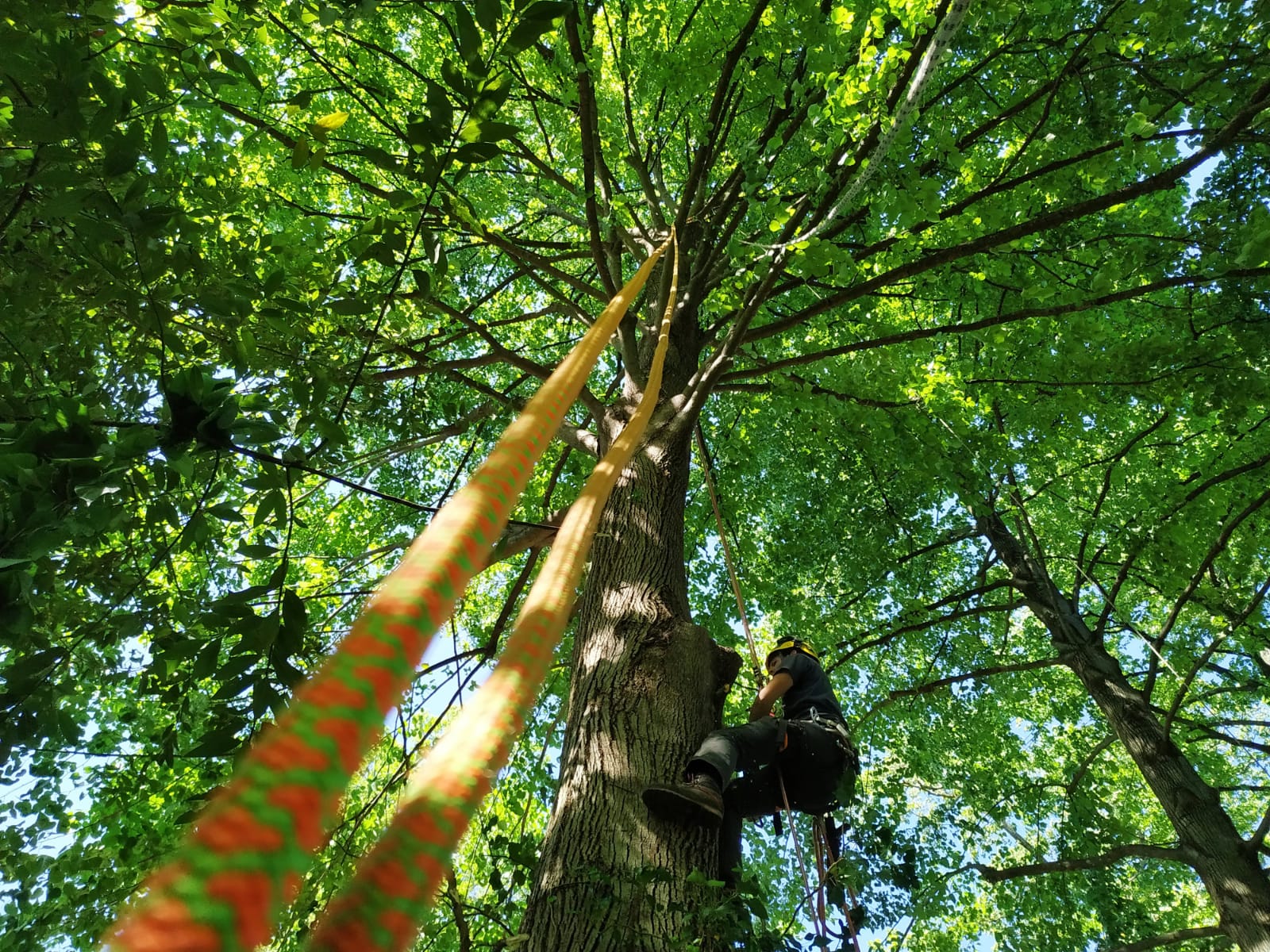 Tree Climber al lavoro