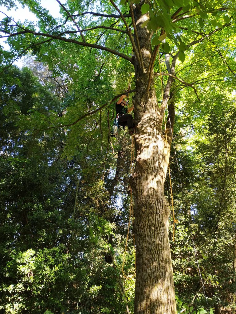 Tree Climber che interviene in ottica di un consolidamento dell'albero secolare