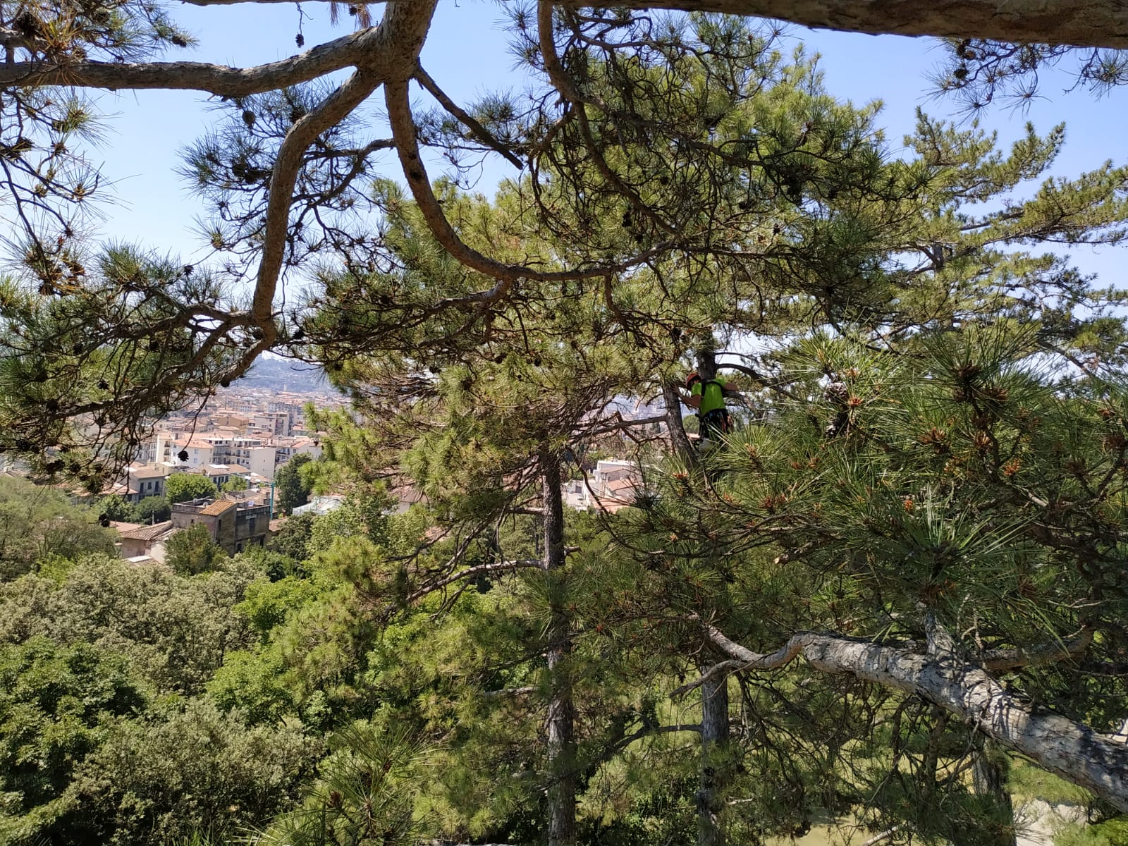 Contattaci per un preventivo, immagine cover di un albero